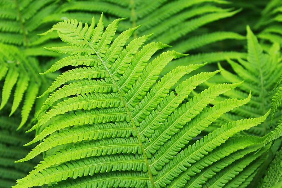 photo of green leafed plant, fern, nature, close, leaf fern HD wallpaper