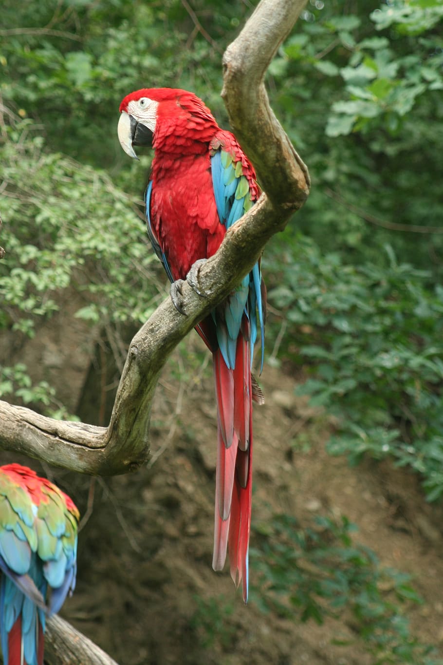 zoo, bird, parrots, vertebrate, animal themes, animal wildlife HD wallpaper