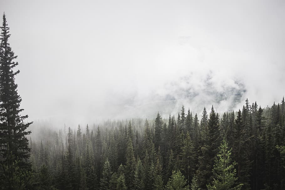 forest, mountain, trees, pine, fog, clouds, sky, green white HD wallpaper