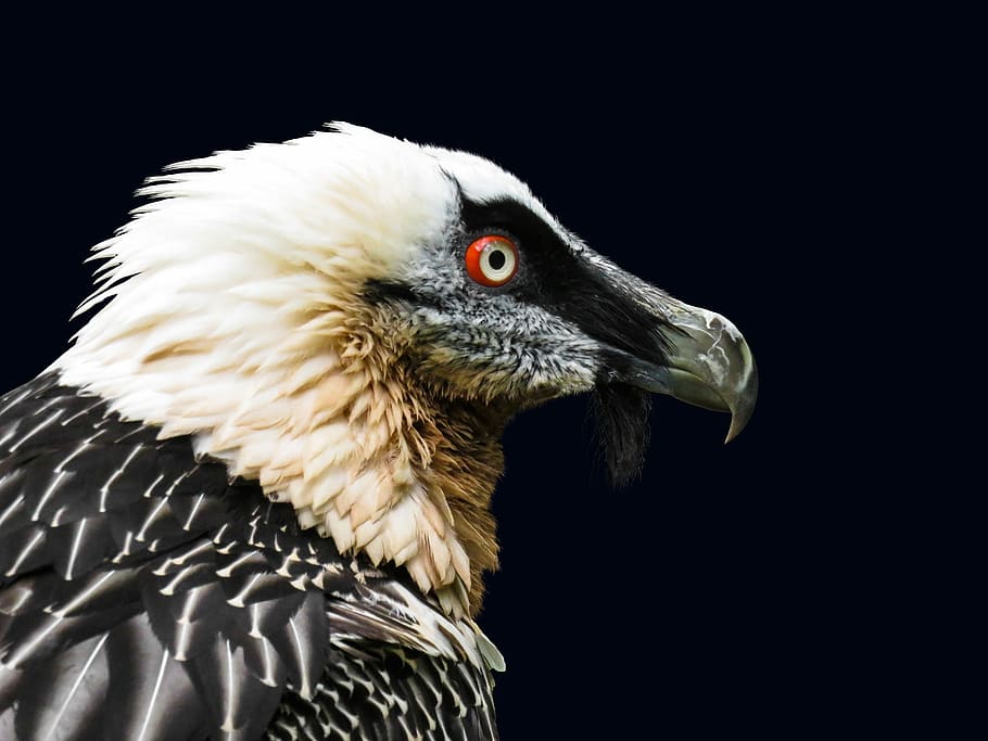 white and black eagle, animals, bird, vulture, bearded vulture