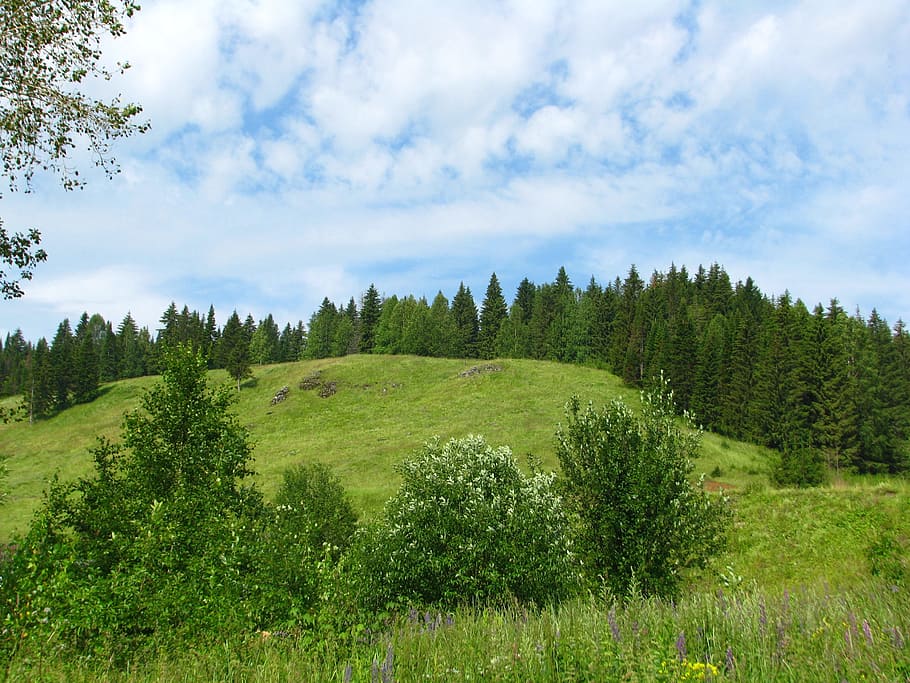 forest, nature, landscape, trees, summer, living nature, russia HD wallpaper