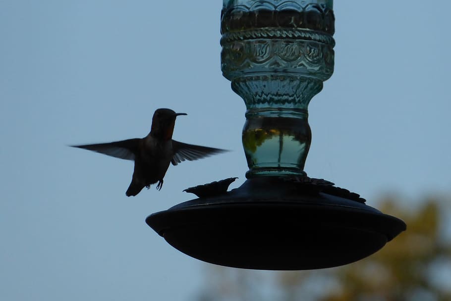 hummingbird, in flight, feeder, backyard, animal, flying, one animal HD wallpaper