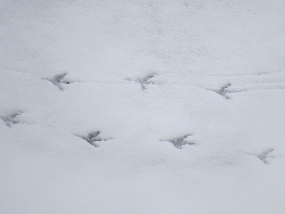 Snow, Traces, Footprints, White, Winter, cold, defrost, thawing HD wallpaper