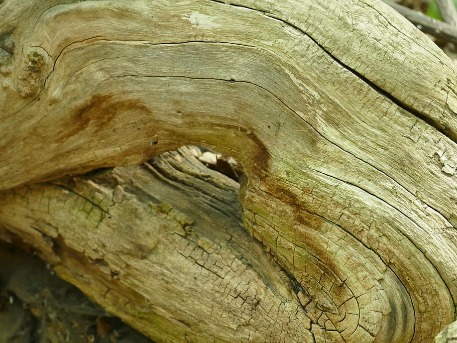 wood, root, nature, forest, old root, log, gnarled, close-up HD wallpaper