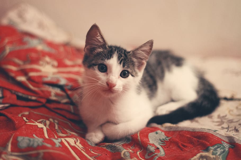 photography of gray tabby kitten on mattress, bed, sheet, cat HD wallpaper