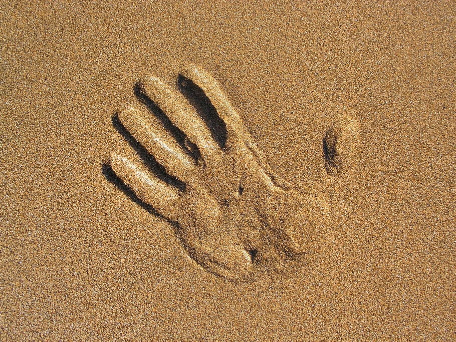 hand print, sand, beach, one animal, animal wildlife, animals in the wild HD wallpaper