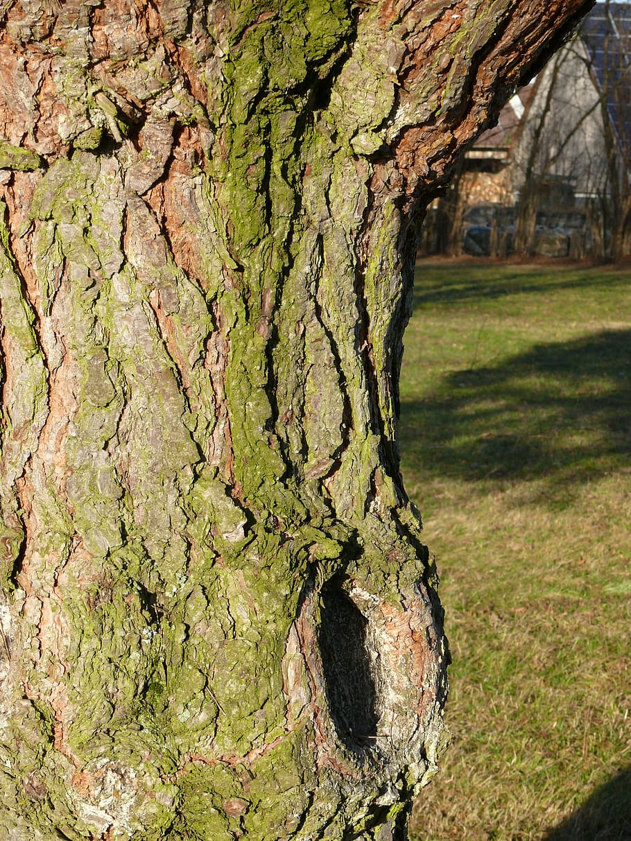 Log, Bark, Knothole, Structure, Tree, nature, tree trunk, day HD wallpaper