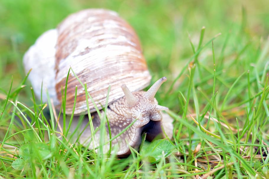 Snail, Mollusk, Shell, Nature, Animal, schnecknehaus, crawl HD wallpaper