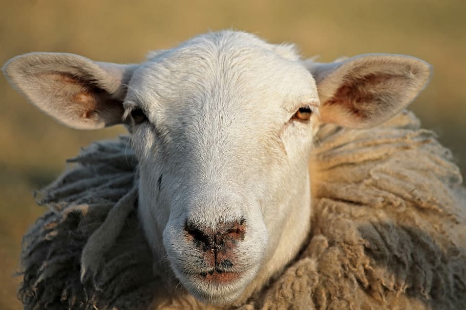 tilt shift lens photography of white sheep, livestock, head, winter wool