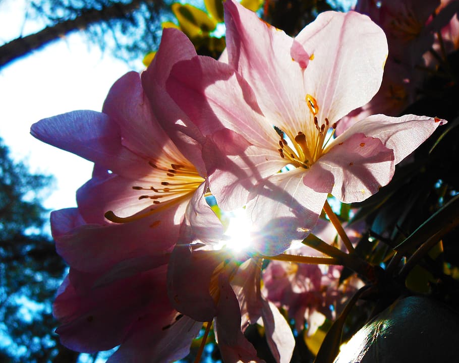 flower, light, pink, petal, flowering plant, fragility, beauty in nature HD wallpaper