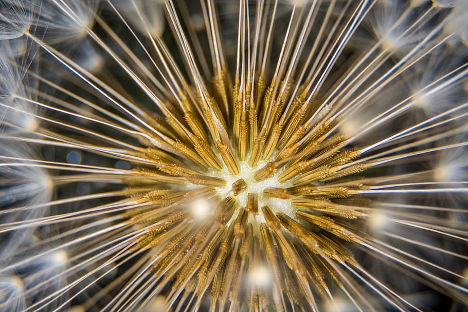 macro photo of white and brown dandelion, close, nature, seeds HD wallpaper