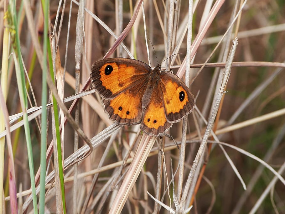 butterfly, insect, animal, nature, butterfly - Insect, animal Wing HD wallpaper