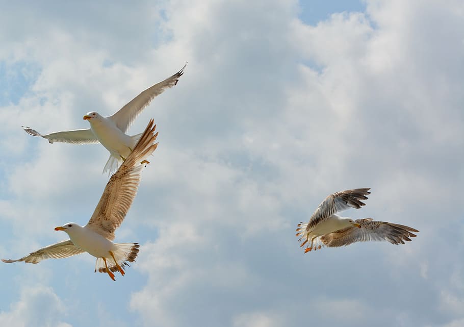 HD Wallpaper: Seagull, Birds, Flight, Sky, Wings, Flying, Animal ...