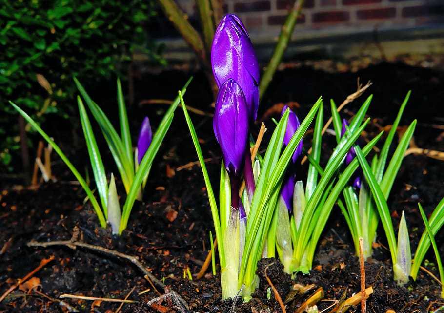crocus, flower, blossom, bloom, purple, nature, plant, close HD wallpaper