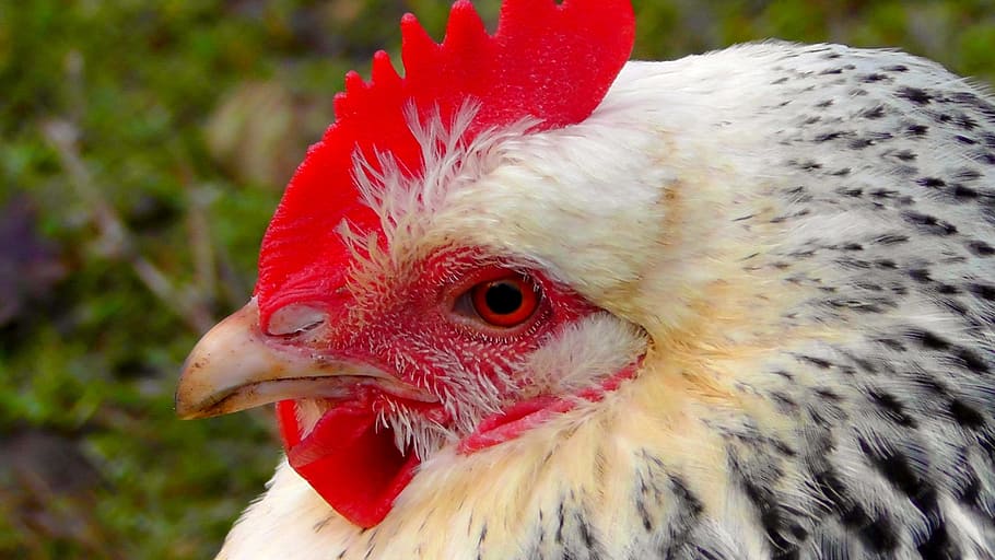 hen, chicken, poultry, bird, chickens, country life, animal HD wallpaper