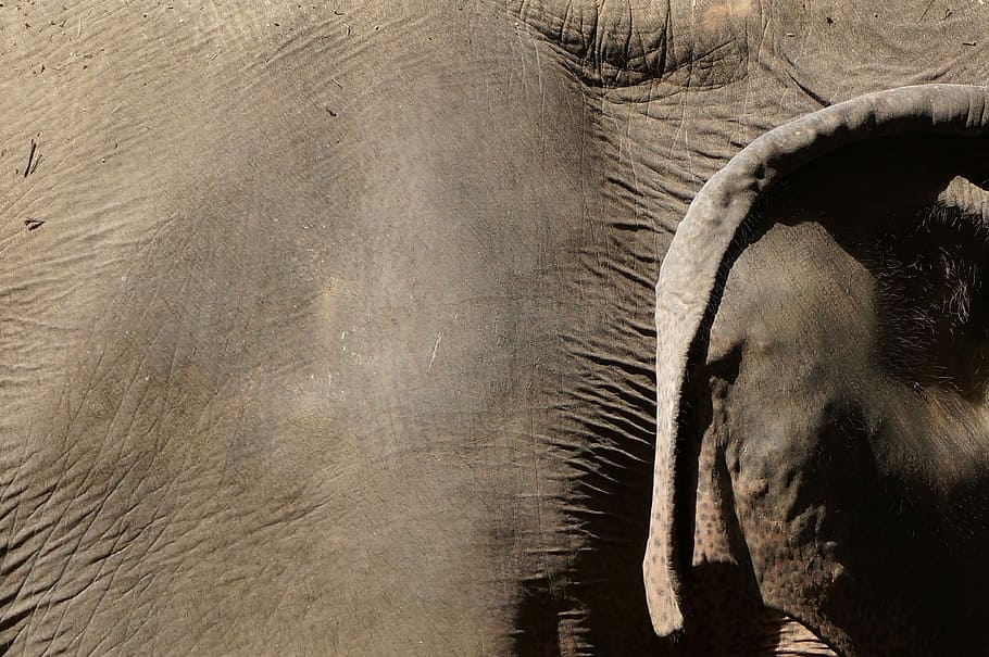 macro shot photography of elephant, nature, skin, texture, grey HD wallpaper