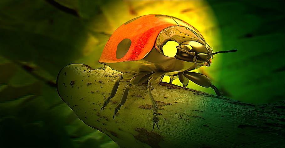 selective color photography of ladybug, beetle, lucky charm HD wallpaper