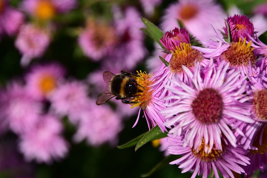 aster, hummel, blossom, bloom, insect, purple, flower, summer HD wallpaper