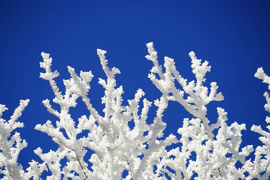 white corals during daytime, aesthetic, branches, hoarfrost, winter, HD wallpaper