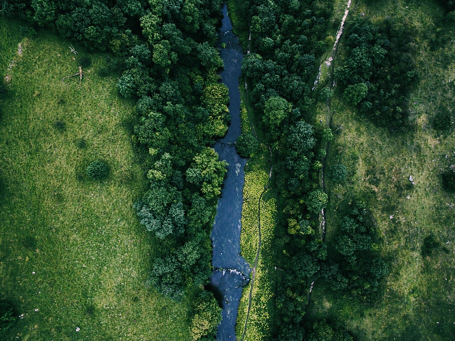 bird's eye photography of river between trees and green grass, aerial photography of forest near river during daytime HD wallpaper