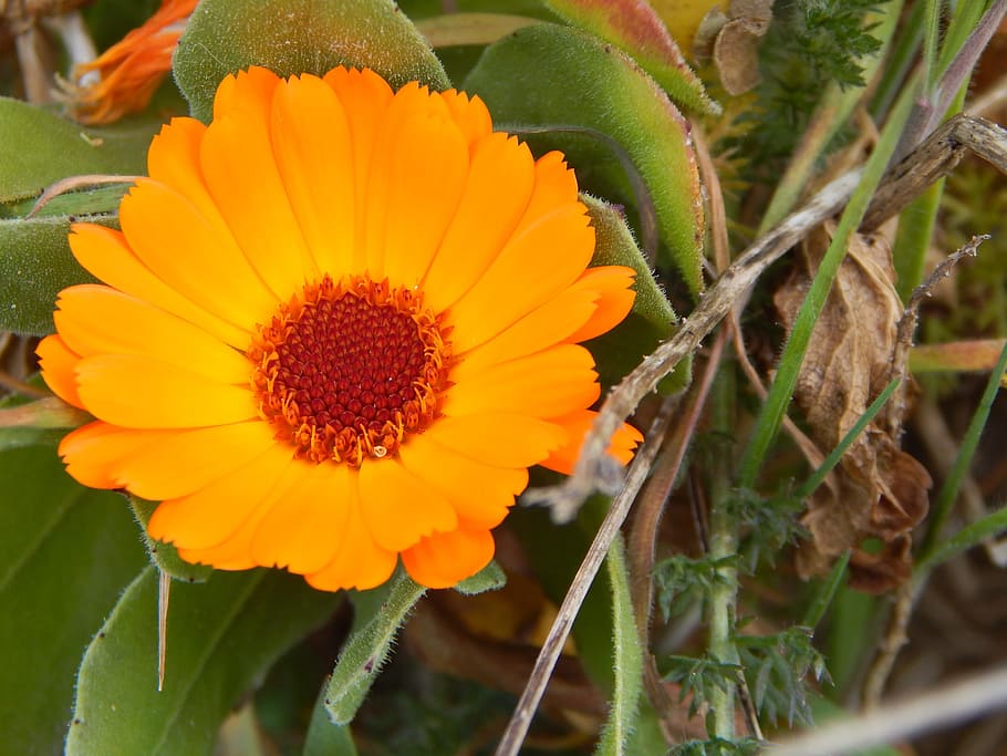 Flower, Orange, Nature, plant, growth, freshness, fragility HD wallpaper