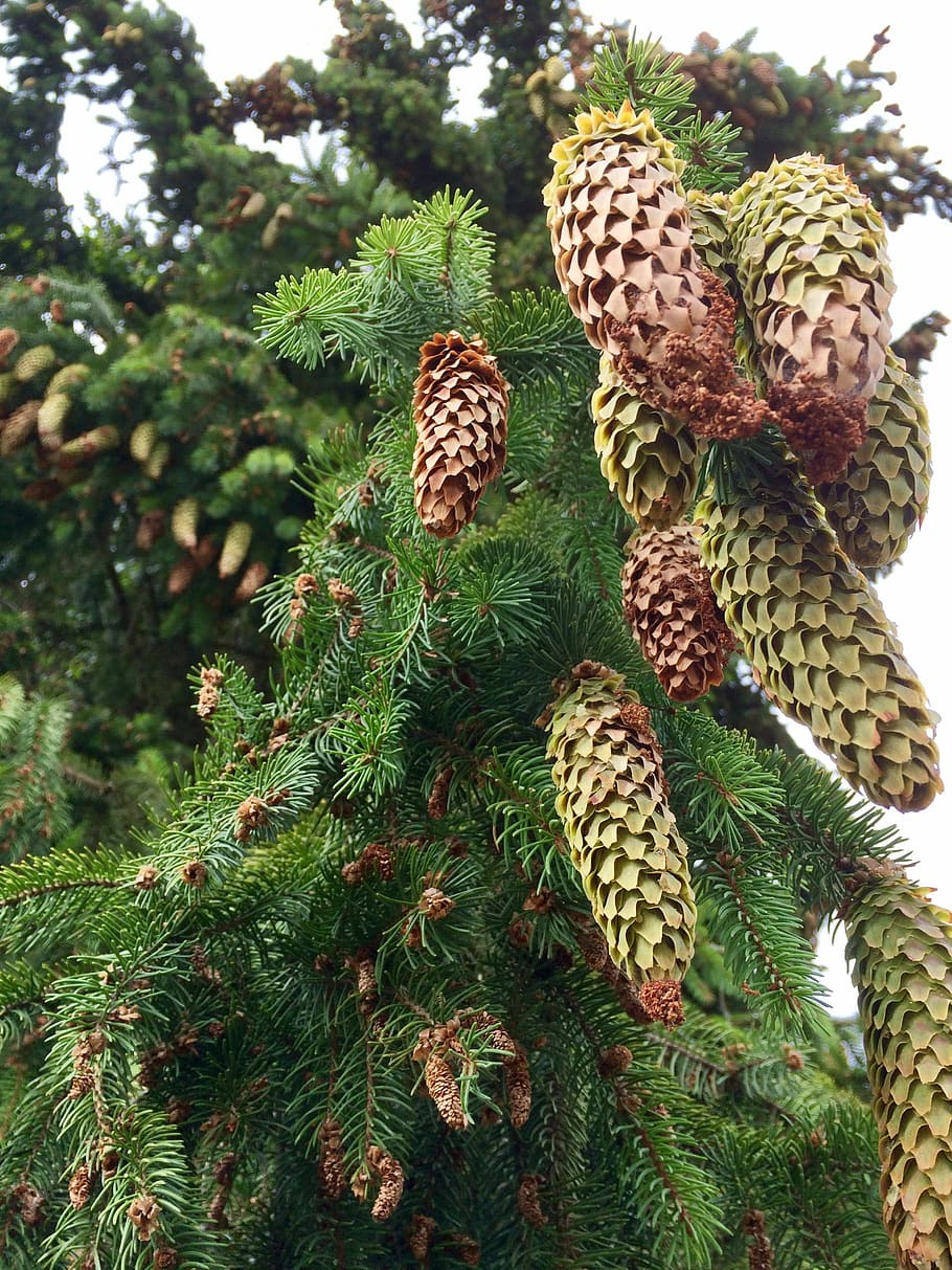 Tap, Forest, Christmas Tree, Conifer, green, landscape, cactus HD wallpaper