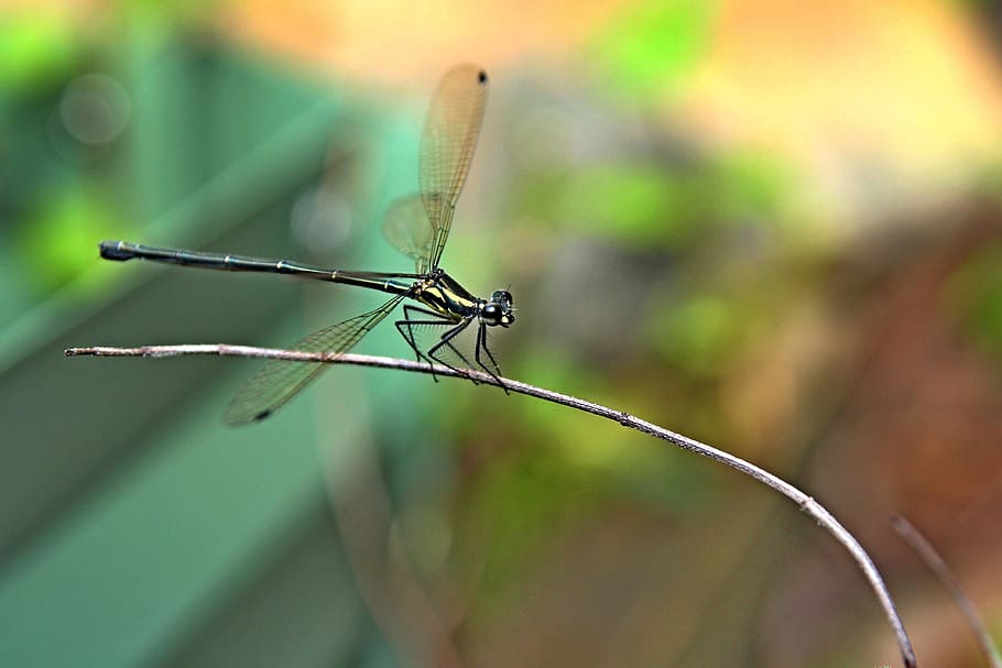 Insect, Bug, Dragonfly, animal themes, one animal, focus on foreground HD wallpaper
