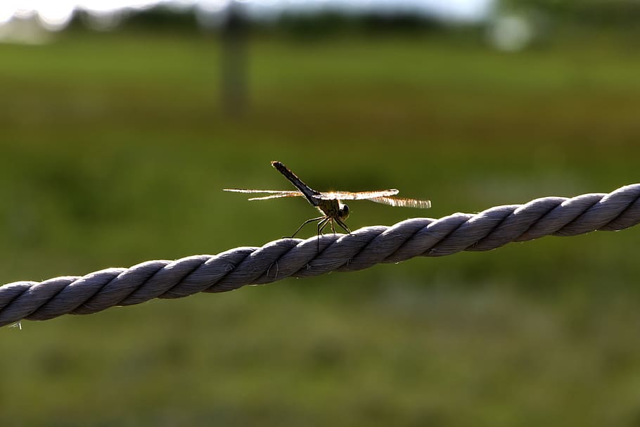 dragonfly, prairie, backlighting, animal themes, animal wildlife HD wallpaper