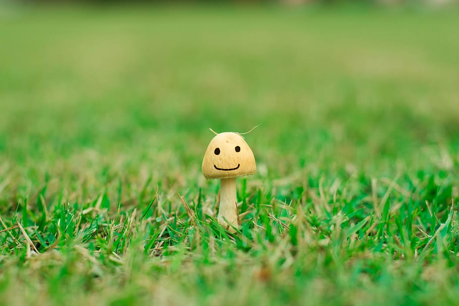 green, smile, grass, plant, selective focus, green color, land HD wallpaper