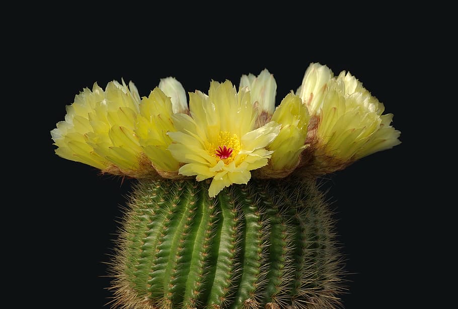 close-up photography of yellow barrel cactus flower, cactus blossom, HD wallpaper