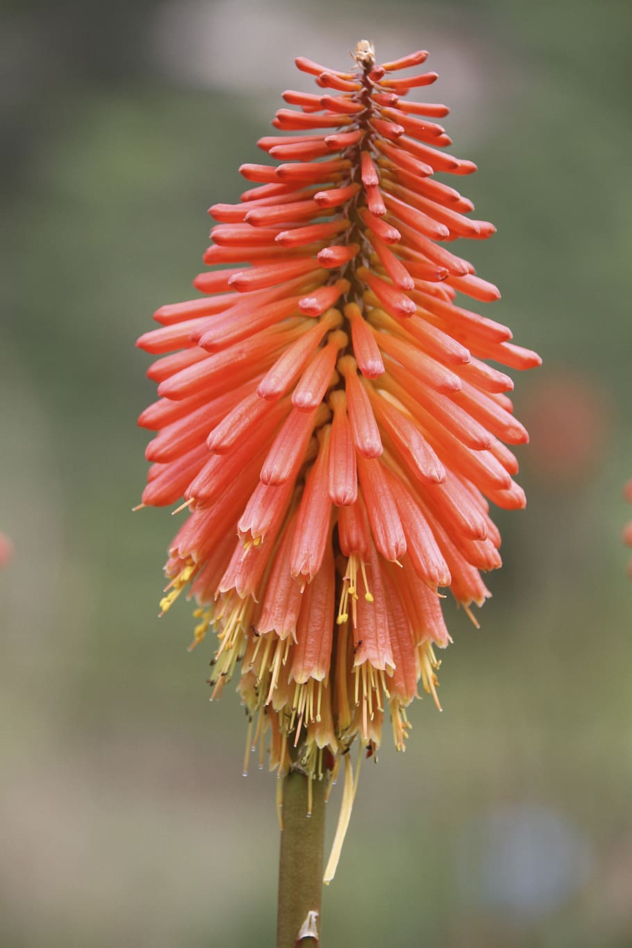 flower, blossom, bloom, close, flora, flowering plant, beauty in nature HD wallpaper