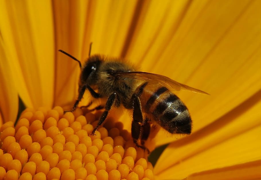 bee, insect, macro, delicate flowers, nature, environment, dog-bee HD wallpaper