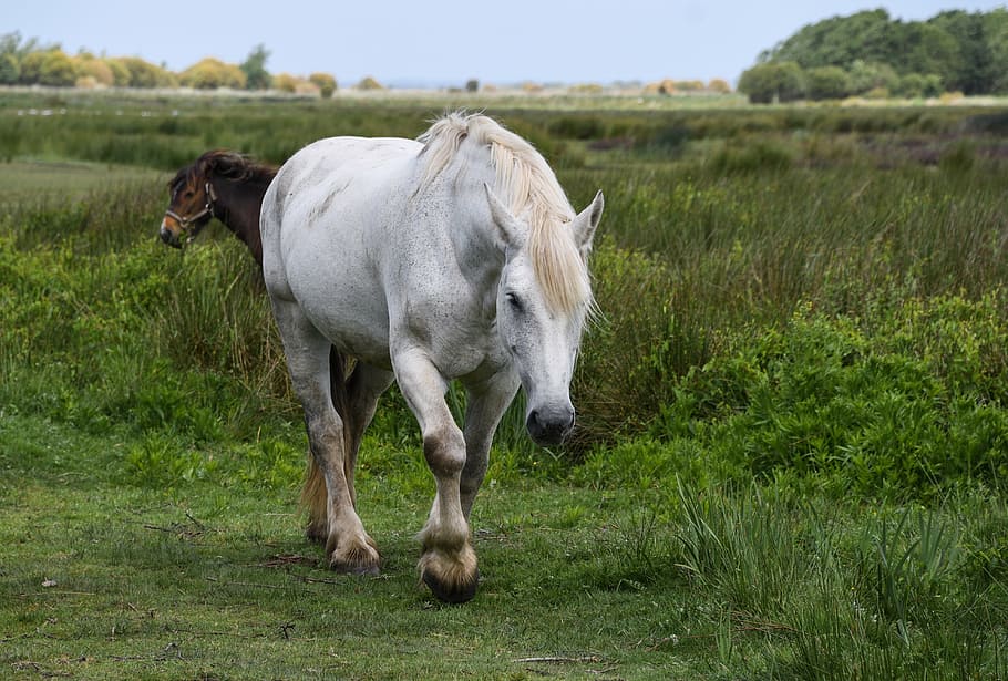 white and brown horses in the middle of the field surrounded by grass HD wallpaper