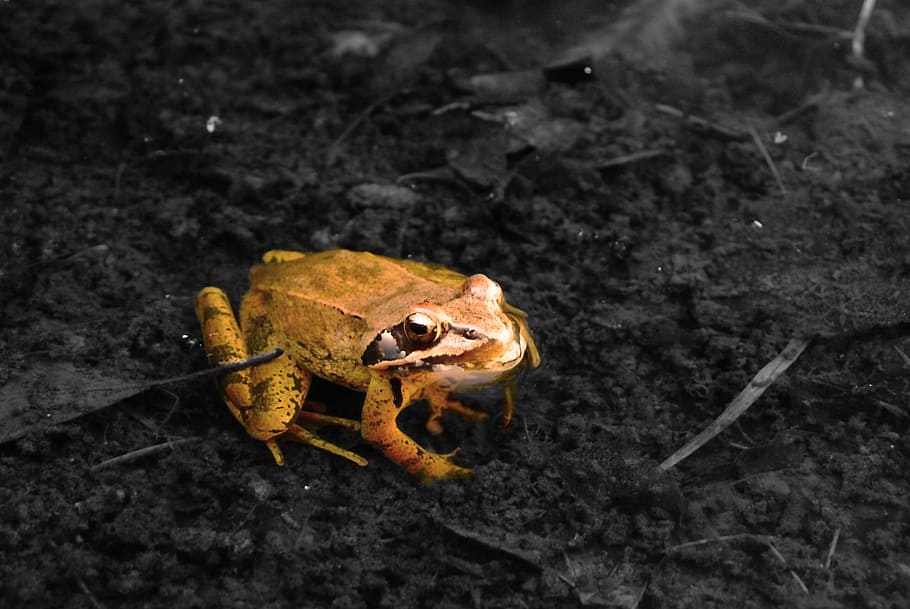 toad, camouflage, animals, mare, animal themes, animal wildlife HD wallpaper