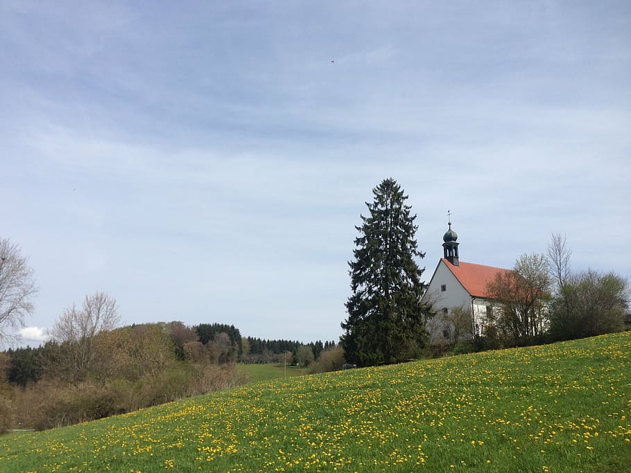 meadow, fridingen, chapel, tree, fir, danube valley, nature HD wallpaper