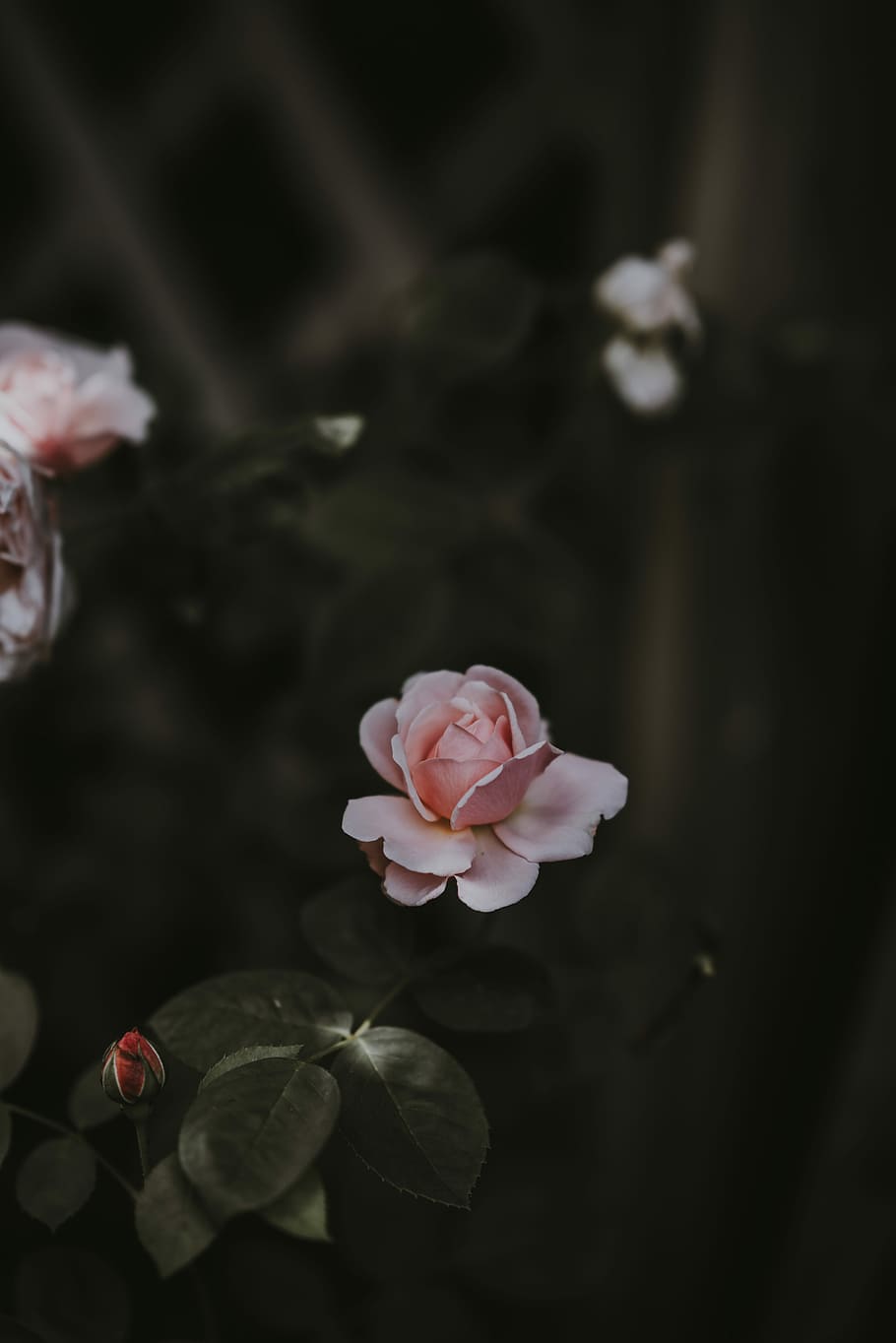 selective focus photo o pink rose, selective focus photography of flower HD wallpaper