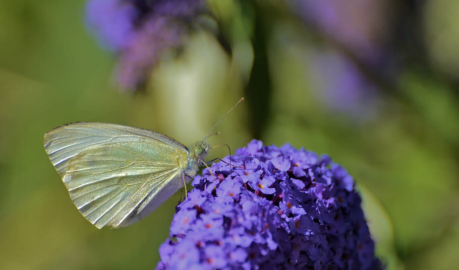 Lavender butterfly 1080P, 2K, 4K, 5K HD wallpapers free download.