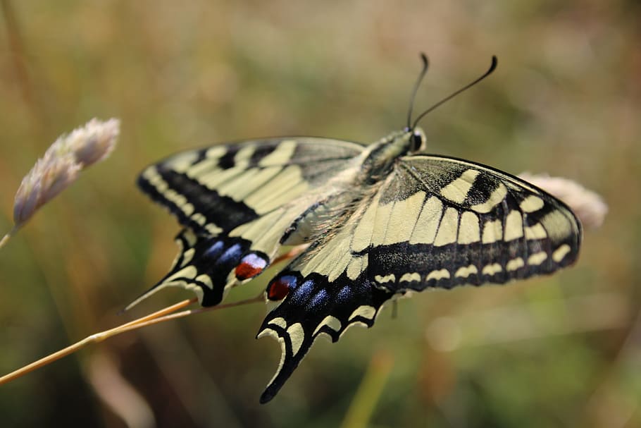 Butterfly, Drexel, Insect, summer, animal, nature, close, yellow HD wallpaper