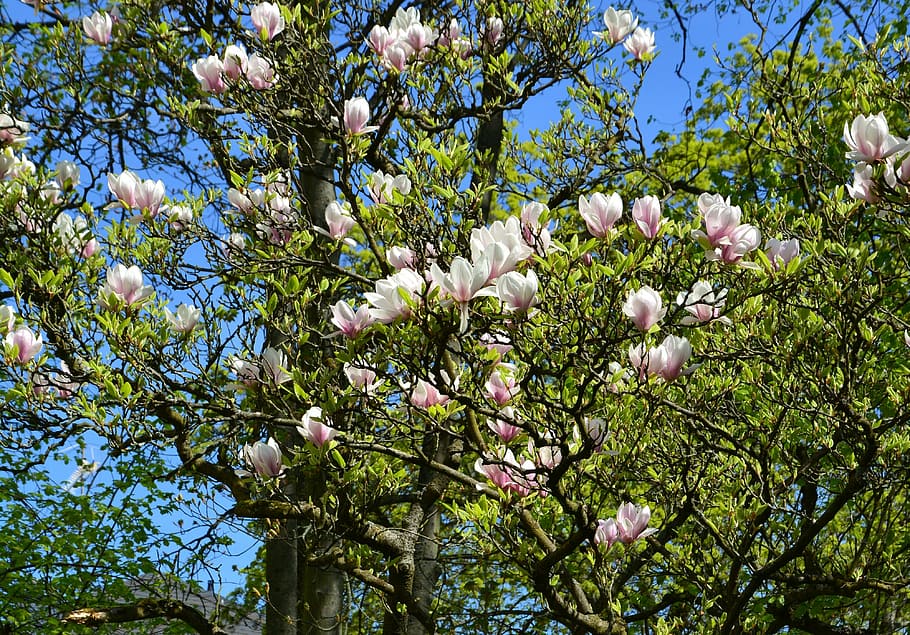 magnolia, trees, spring, spring awakening, nature, flowers HD wallpaper