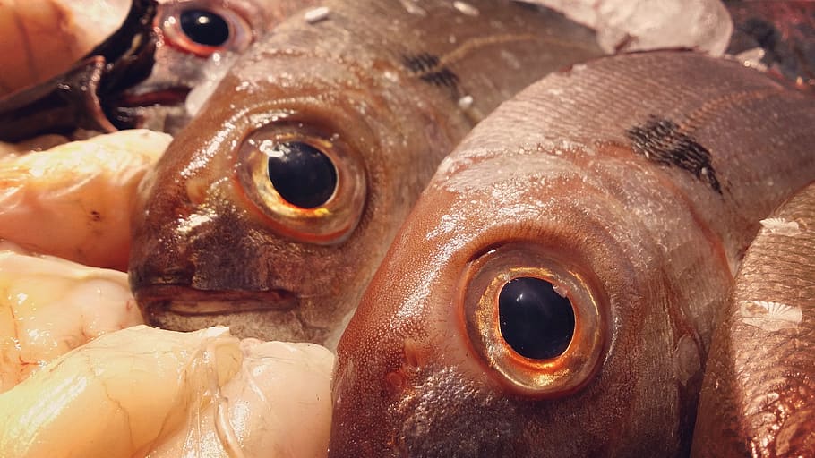 fish, animal, food and drink, vertebrate, seafood, freshness HD wallpaper