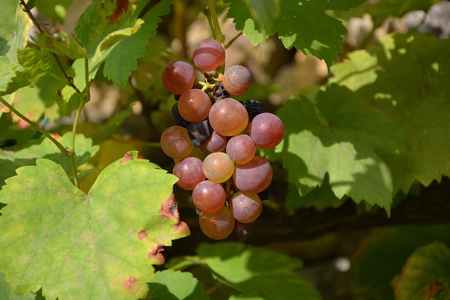 cluster grape, grapes, vines, wine, harvest, nature, vineyards HD wallpaper