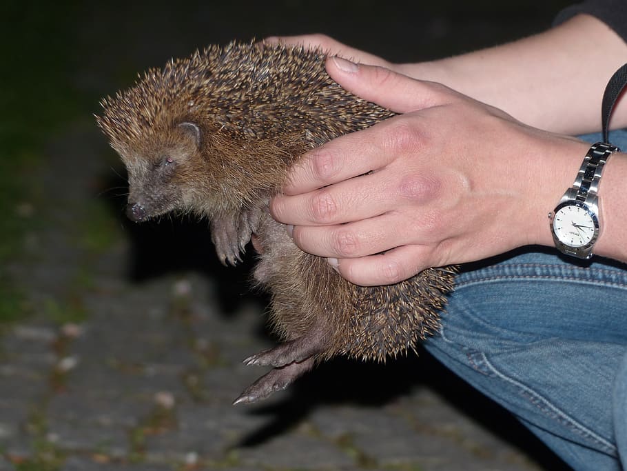 Hedgehog, Animal, Prickly, Hand, keep, lift, detention, nature HD wallpaper