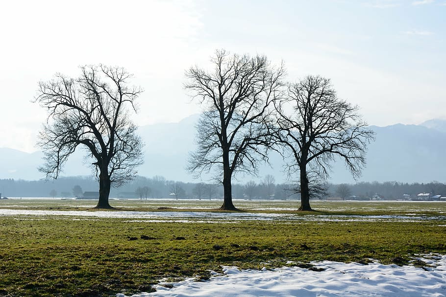 tree, individually, branches, aesthetic, silhouette nature HD wallpaper