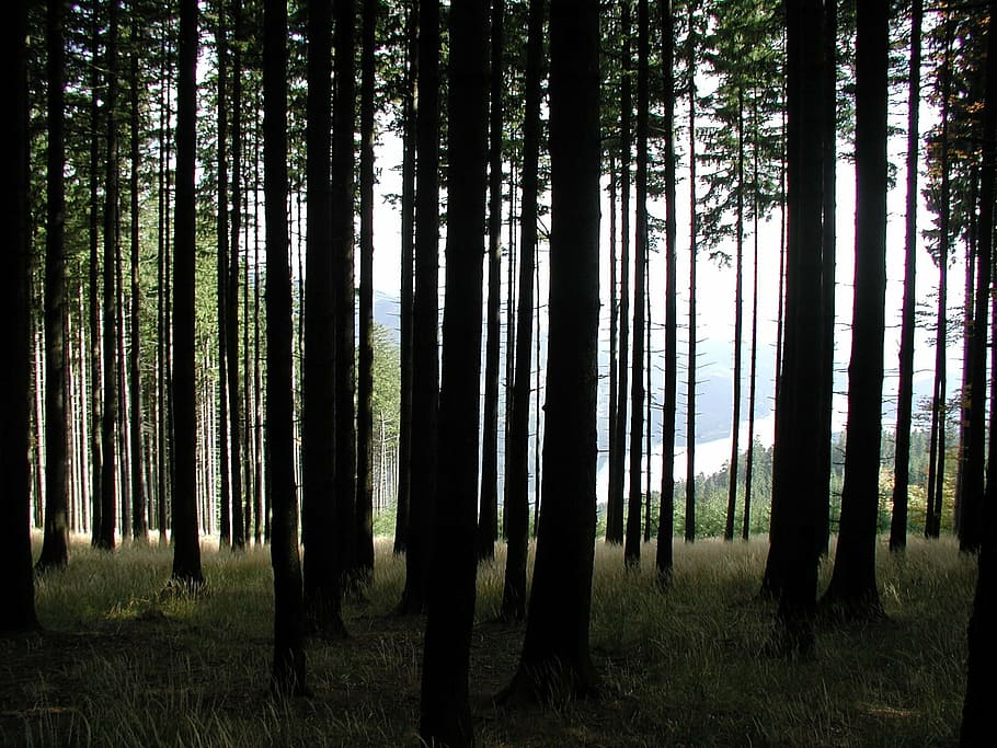 trees, tree trunks, back light, forest, nature, environment HD wallpaper
