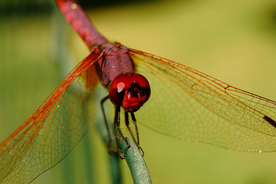 dragonfly, insect, insects, macro, nature, garden, red dragonfly HD wallpaper
