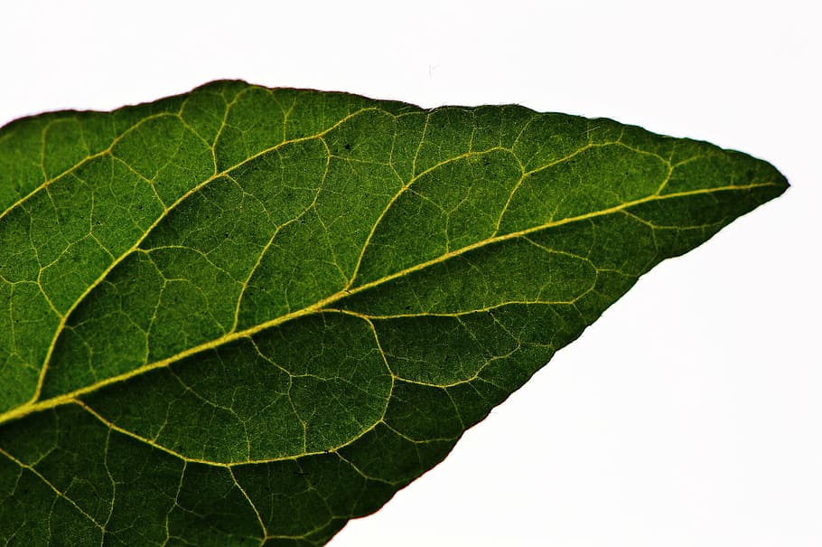 leaf, tomato, green, vegetables, macro, close, nature, plant part HD wallpaper