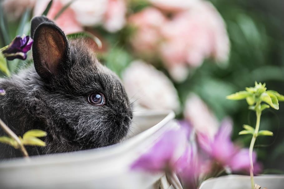 shallow focus photography of black rabbit near green plant, selective focus photography of black rabbit HD wallpaper