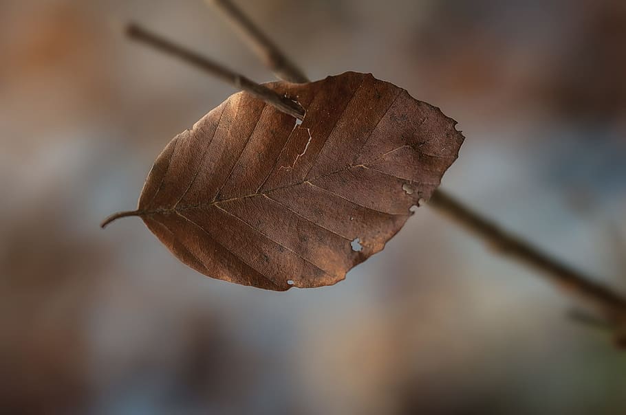 leaves, leaf, brown, dry, nature, close, plant part, close-up HD wallpaper