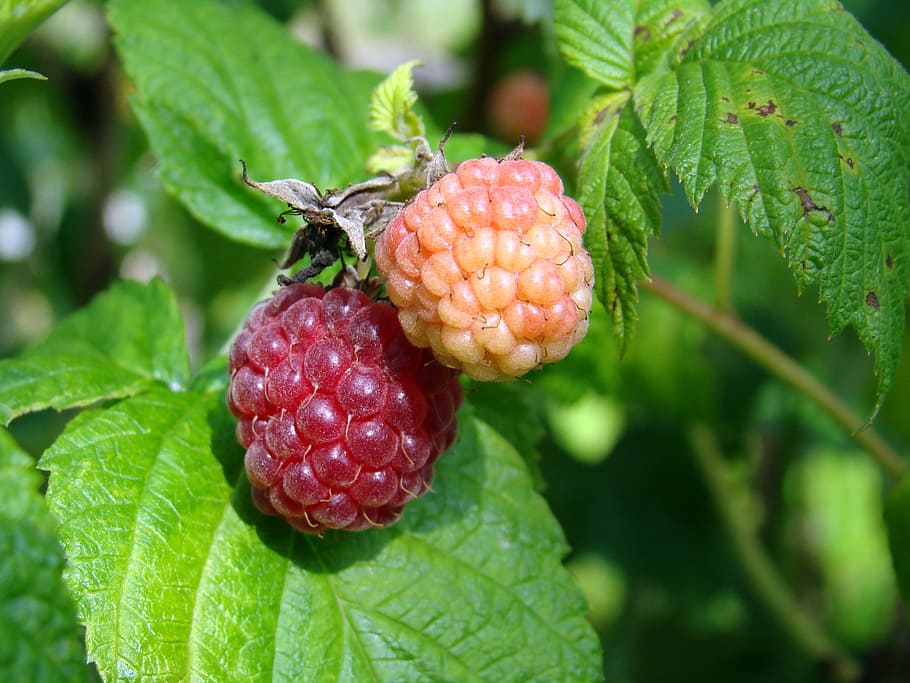 berry, raspberries, map, immature, good, red, useful, fruit HD wallpaper
