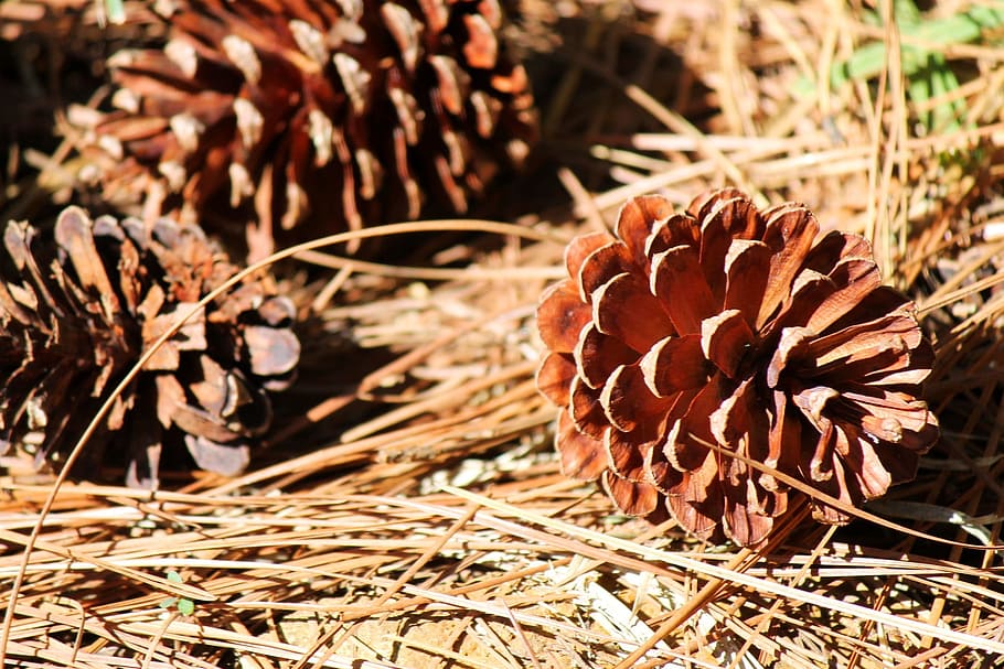 cone, pinecone, seed, fallen, dried, conifer, cone-bearing HD wallpaper